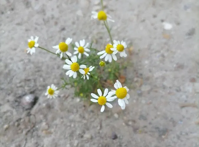 Visitorscenter 펜션 Ivanovo