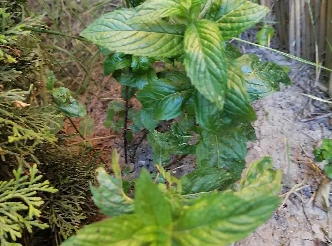 펜션 Visitorscenter *