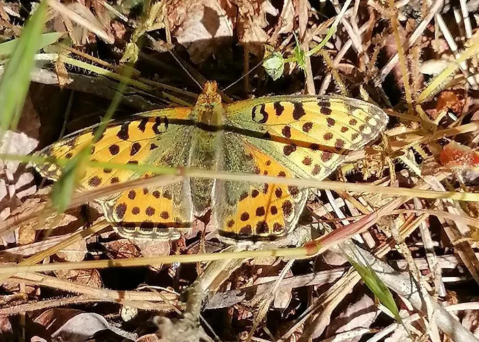 Visitorscenter 펜션 Ivanovo